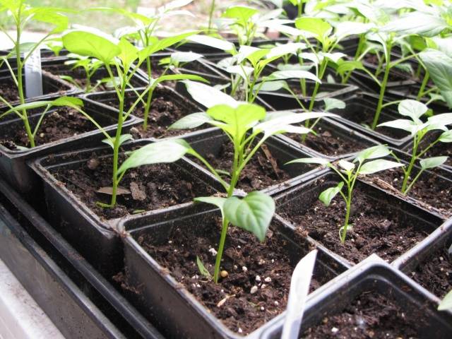 Fertilizer for seedlings of tomatoes and peppers 