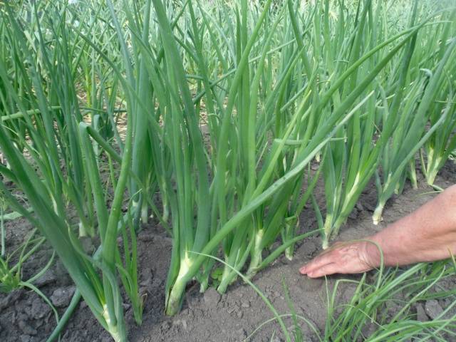 Fertilizer for spring onions 