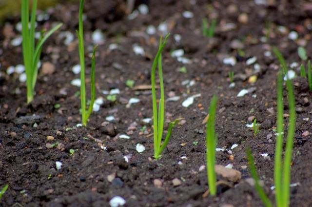 Fertilizer for spring onions 