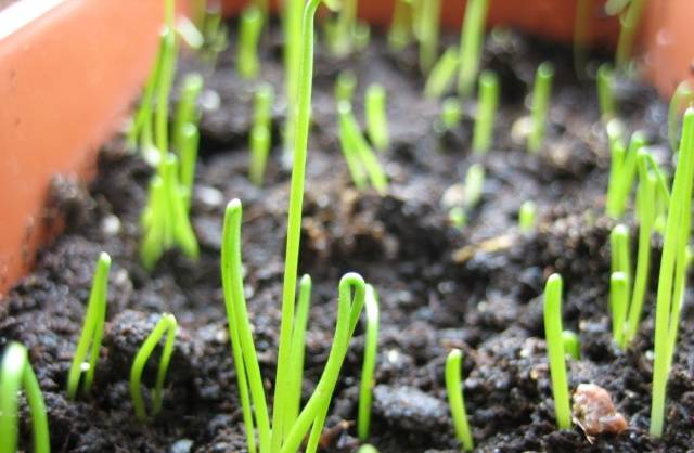 Fertilizer for spring onions 