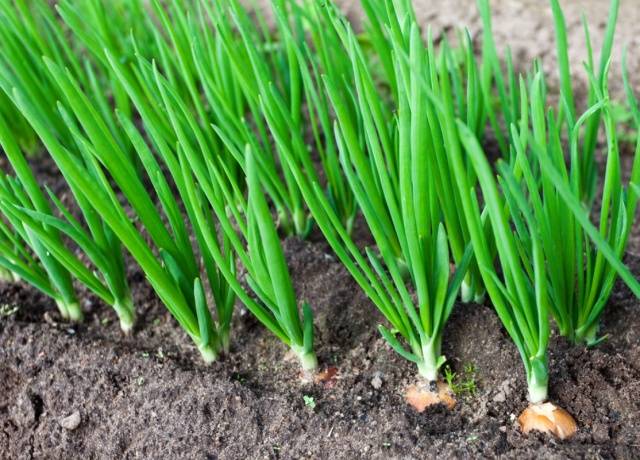 Fertilizer for spring onions 