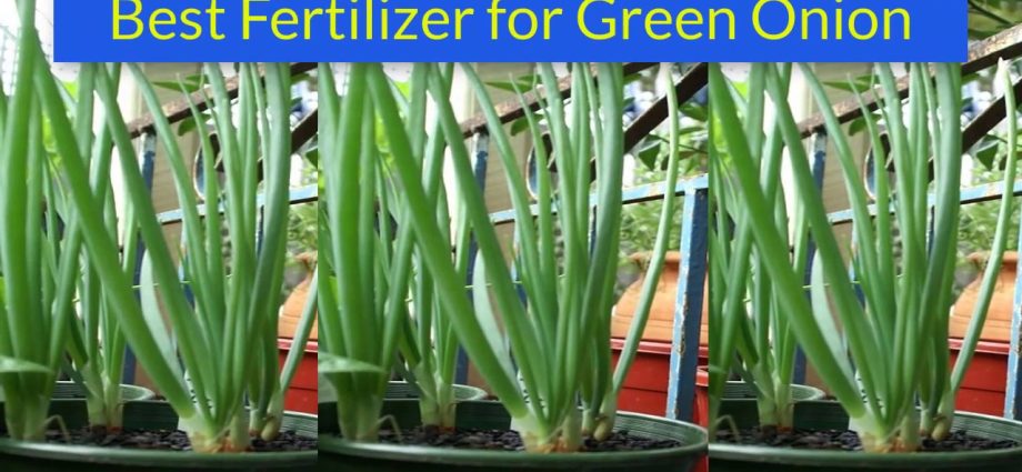 Fertilizer for spring onions 