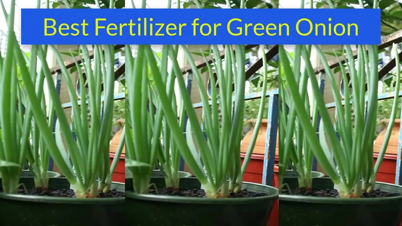 Fertilizer for spring onions 