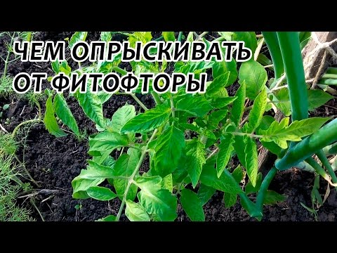 Fertilizer for tomatoes Hom