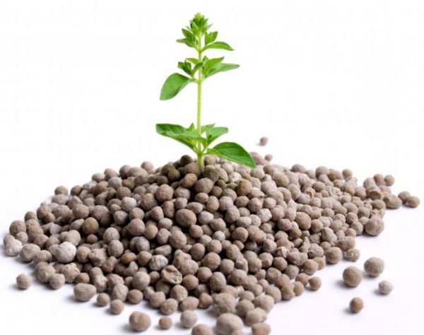 Fertilizer Krepysh for seedlings: instructions for use