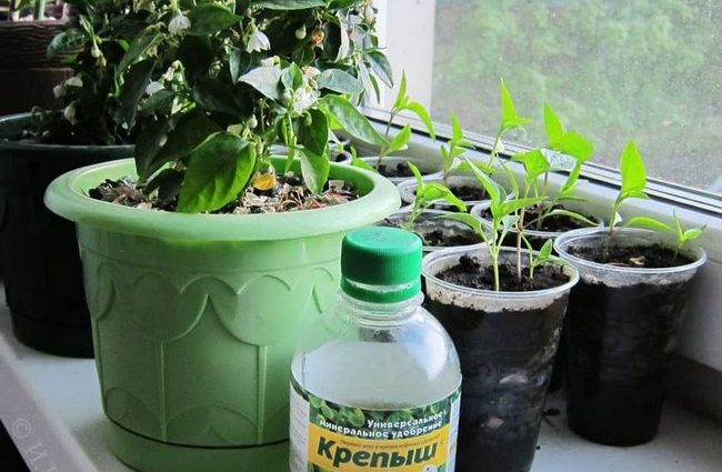 Fertilizer Krepysh for seedlings: instructions for use