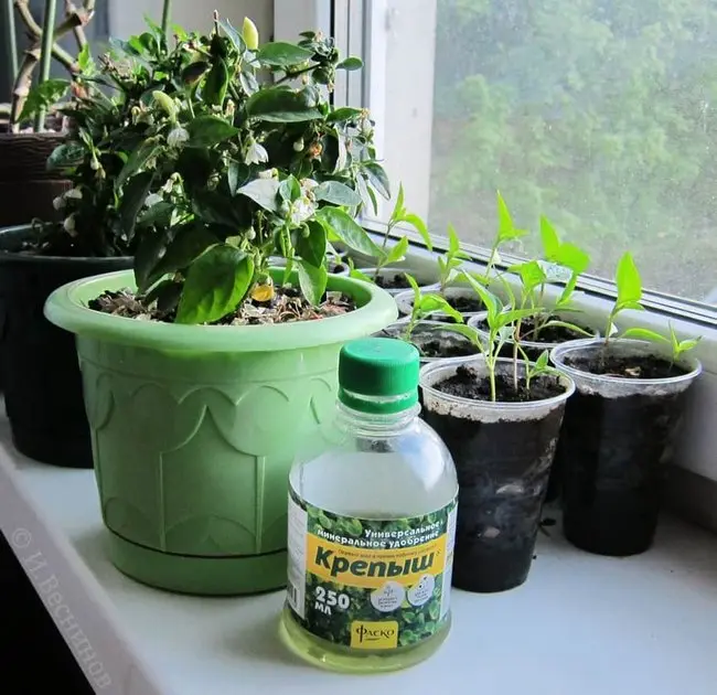 Fertilizer Krepysh for seedlings: instructions for use