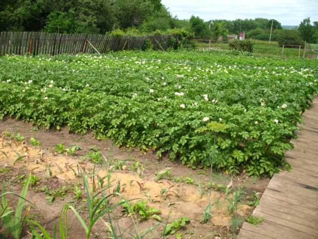 Fertilizer Novalon: application for green onions, tomatoes, potatoes