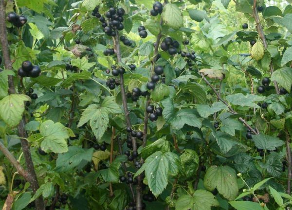 Fertilizer of fruit and berry crops: when and how to feed