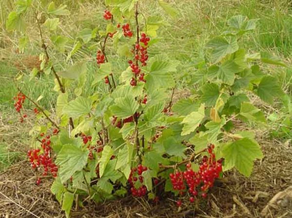 Fertilizer of fruit and berry crops: when and how to feed