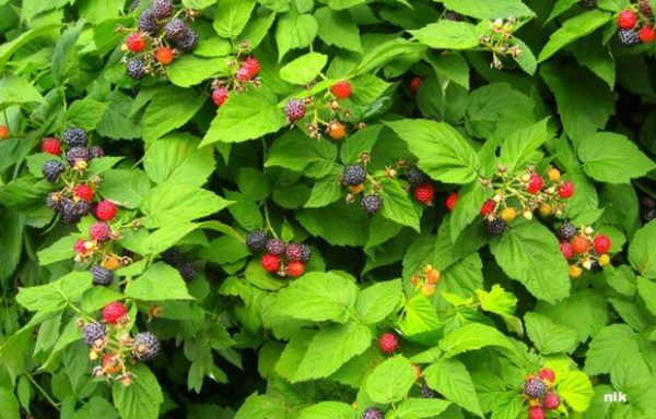 Fertilizer of fruit and berry crops: when and how to feed