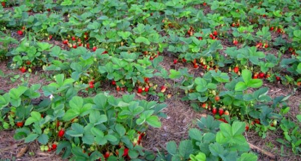 Fertilizer of fruit and berry crops: when and how to feed