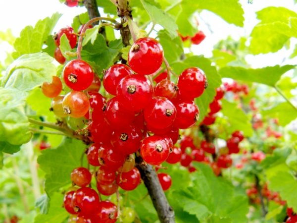 Fertilizer of fruit and berry crops: when and how to feed