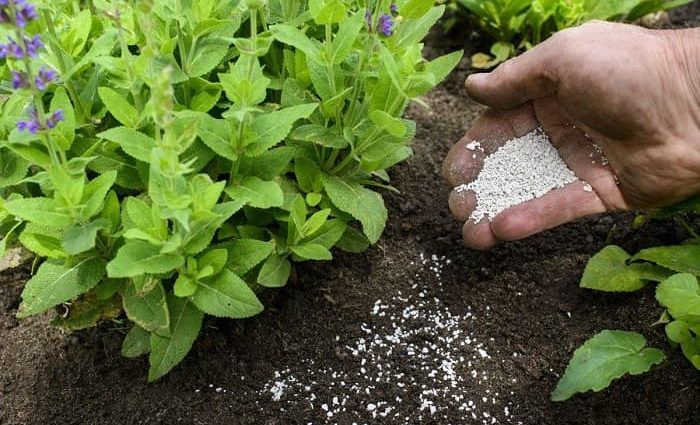 Fertilizer Potassium sulfate: application in the garden