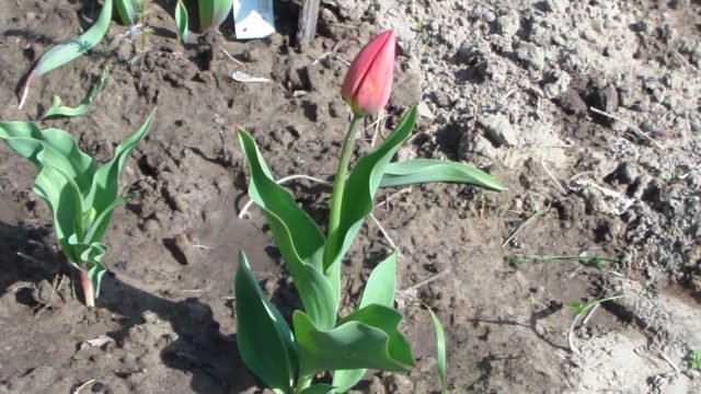 Fertilizer tulips: spring and autumn, types of fertilizers