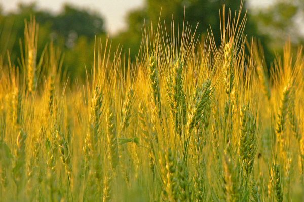 Fertilizer with rye as green manure for the soil