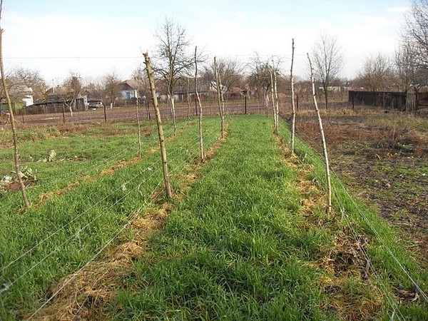 Fertilizer with rye as green manure for the soil