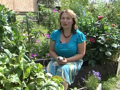 Fertilizer with rye as green manure for the soil