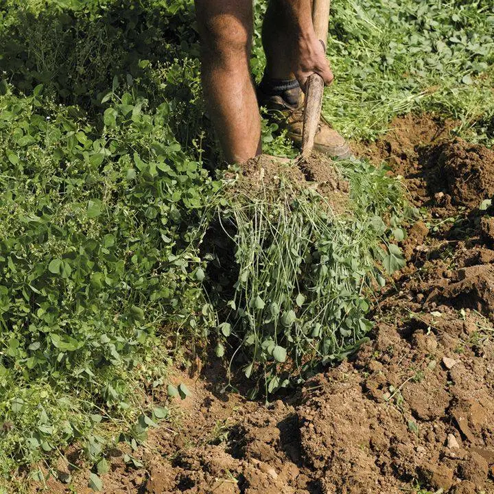 Fertilizer with rye as green manure for the soil