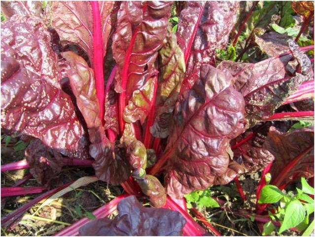 Fertilizers for carrots and beets