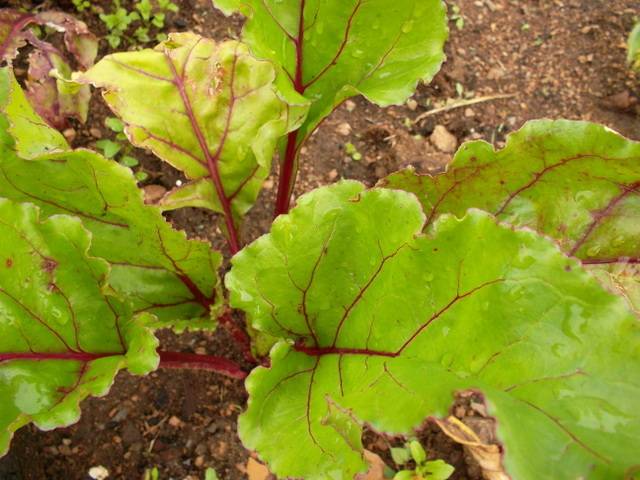 Fertilizers for carrots and beets