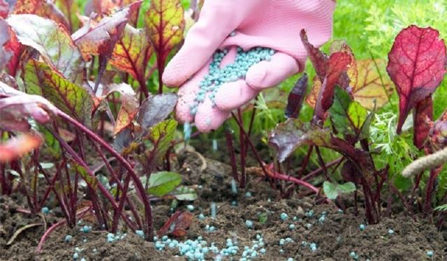 Fertilizers for carrots and beets