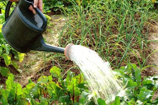 Fertilizers for carrots and beets