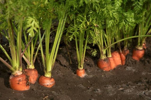 Fertilizers for carrots and beets