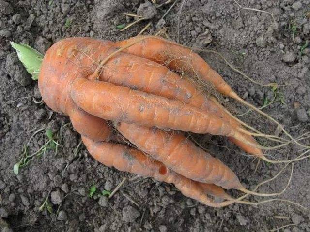 Fertilizers for carrots and beets