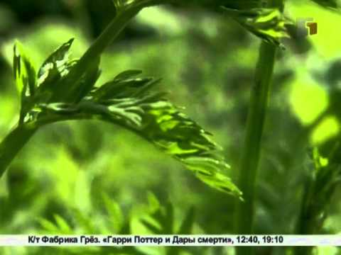 Fertilizers for carrots and beets