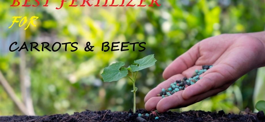 Fertilizers for carrots and beets