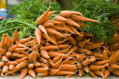 Fertilizers for carrots in the open field