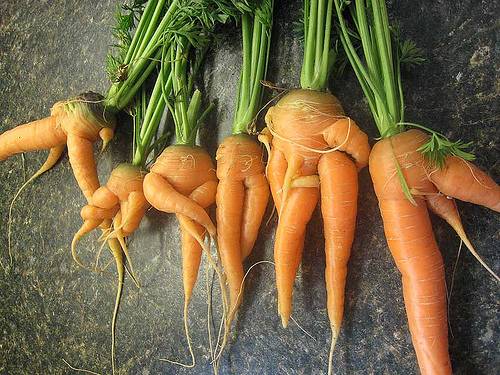 Fertilizers for carrots in the open field