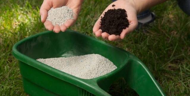 Fertilizers for carrots in the open field