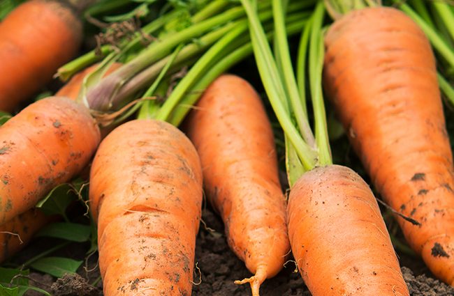 Fertilizers for carrots in the open field