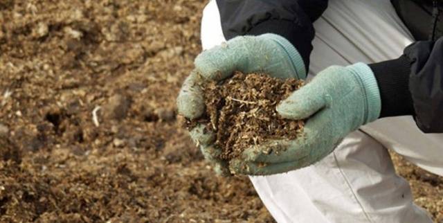 Fertilizers for carrots in the open field