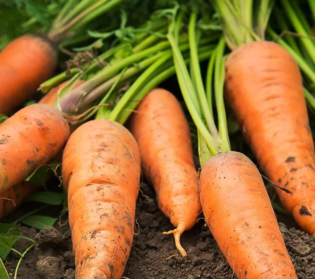 Fertilizers for carrots in the open field