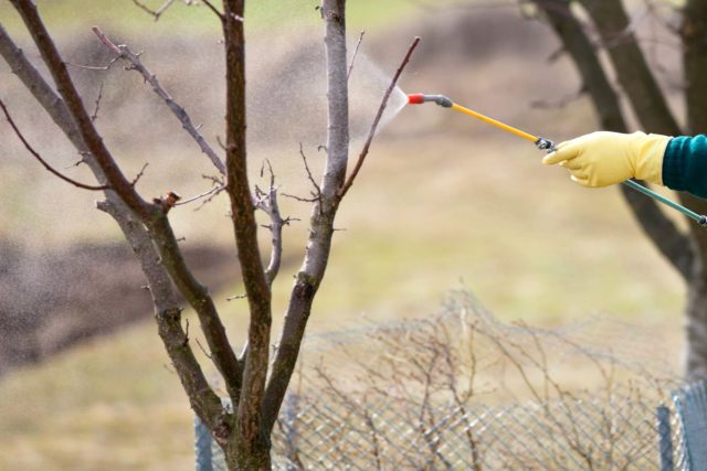 Fertilizers for cherries in the fall: feeding rules for a good harvest