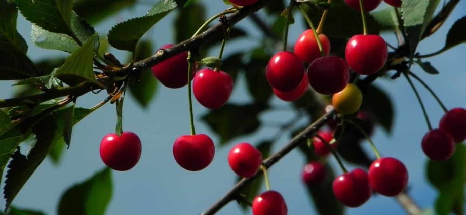 Fertilizers for cherries in the fall: feeding rules for a good harvest