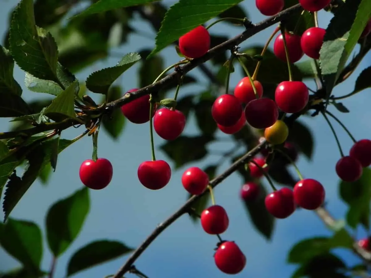 Fertilizers for cherries in the fall: feeding rules for a good harvest