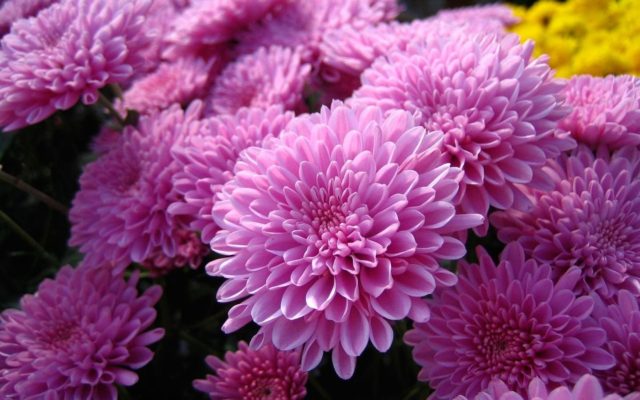 Fertilizers for chrysanthemums: how to feed in spring and autumn