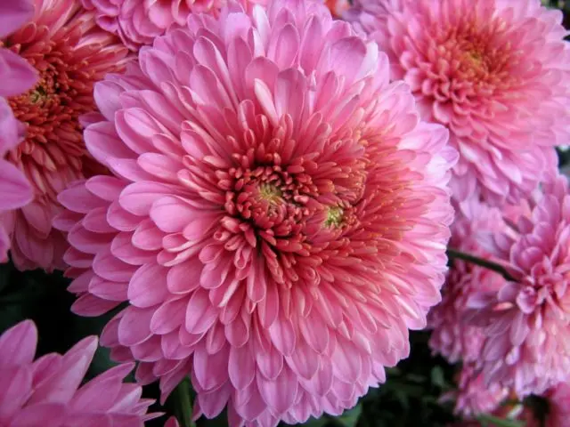 Fertilizers for chrysanthemums: how to feed in spring and autumn