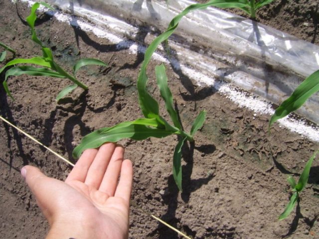 Fertilizers for corn