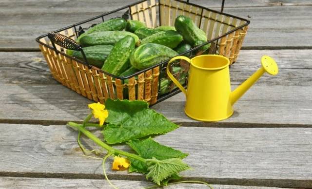 Fertilizers for cucumbers