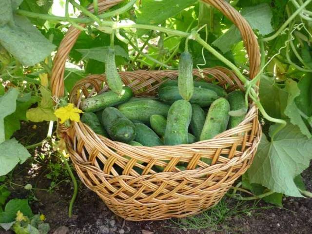 Fertilizers for cucumbers