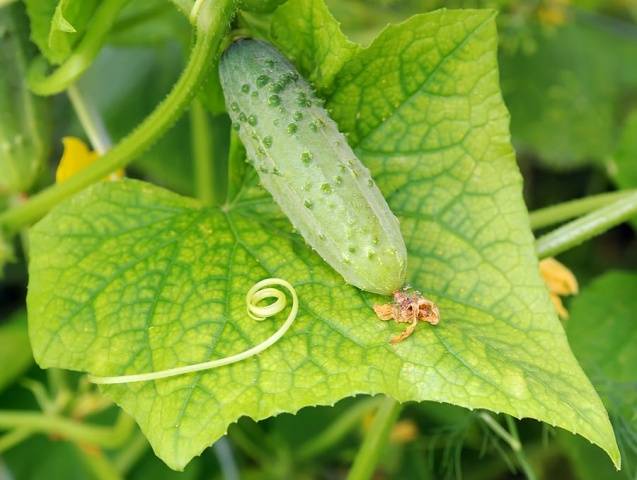 Fertilizers for cucumbers