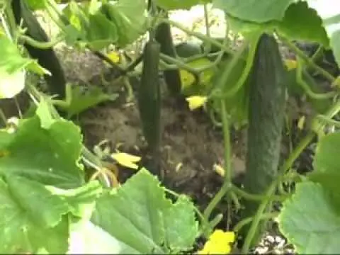 Fertilizers for cucumbers