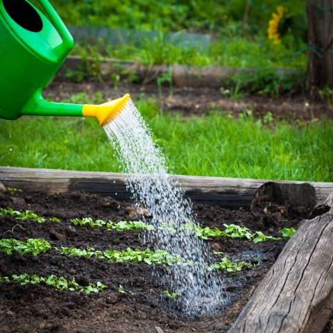 Fertilizers for cucumbers