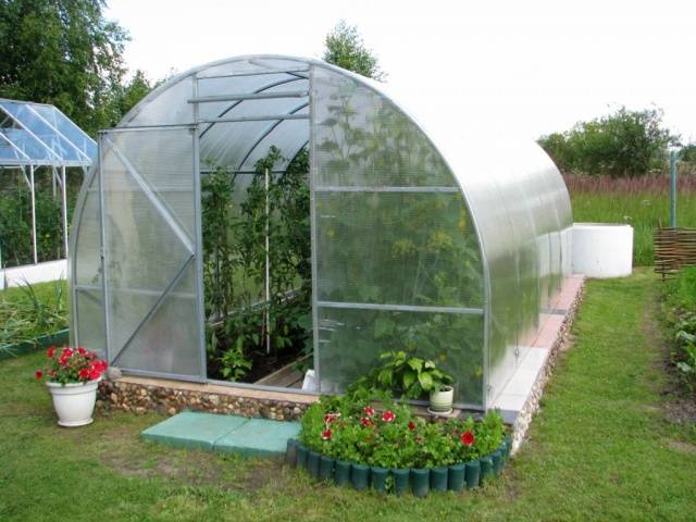 Fertilizers for cucumbers in the greenhouse