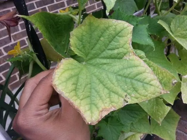 Fertilizers for cucumbers in the greenhouse